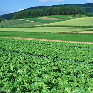 蔬菜基地建設(shè)運(yùn)營(yíng)